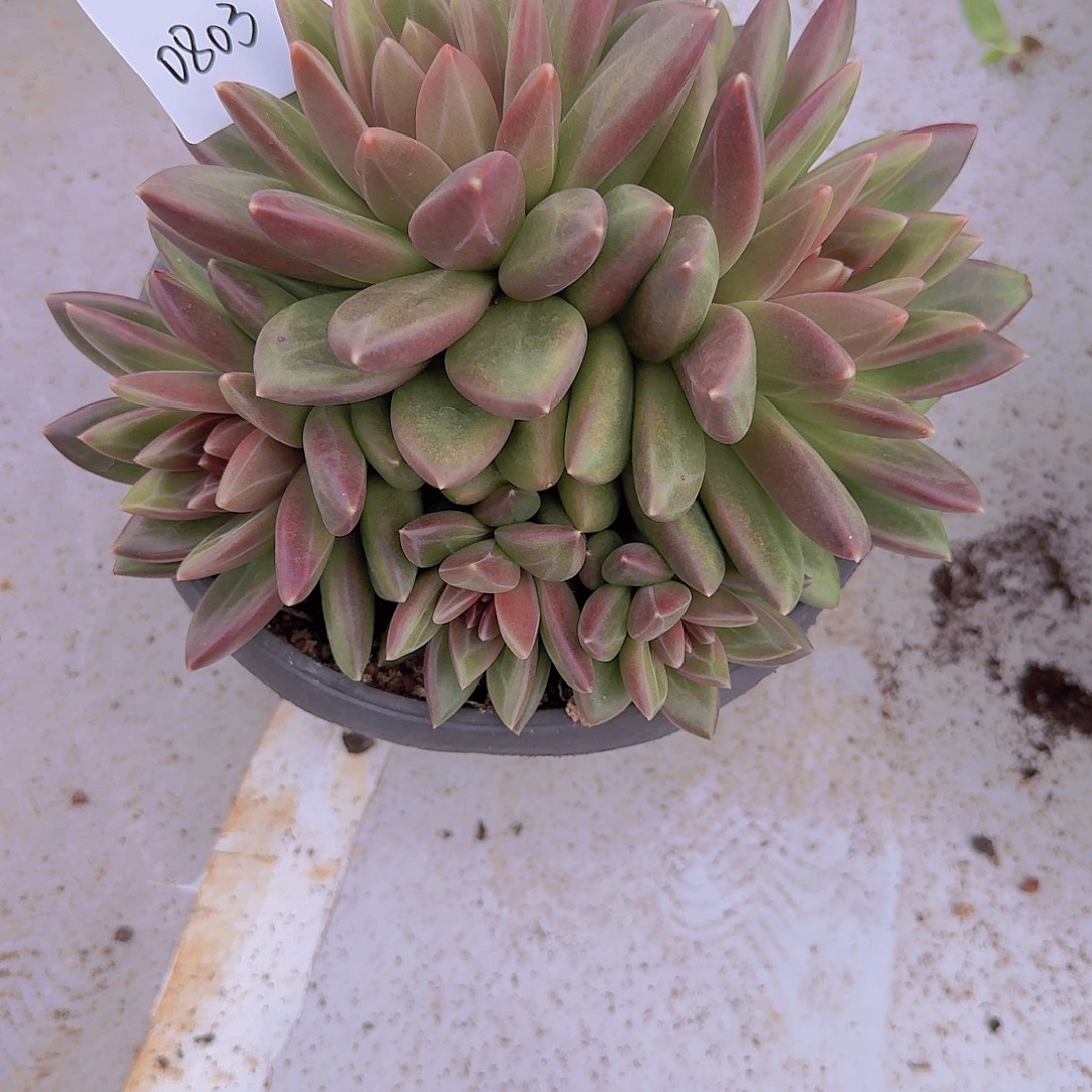 0803迷雾泡泡多肉植物