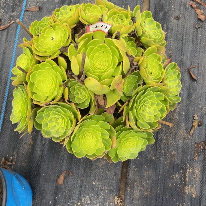 277雨荷多肉植物法师