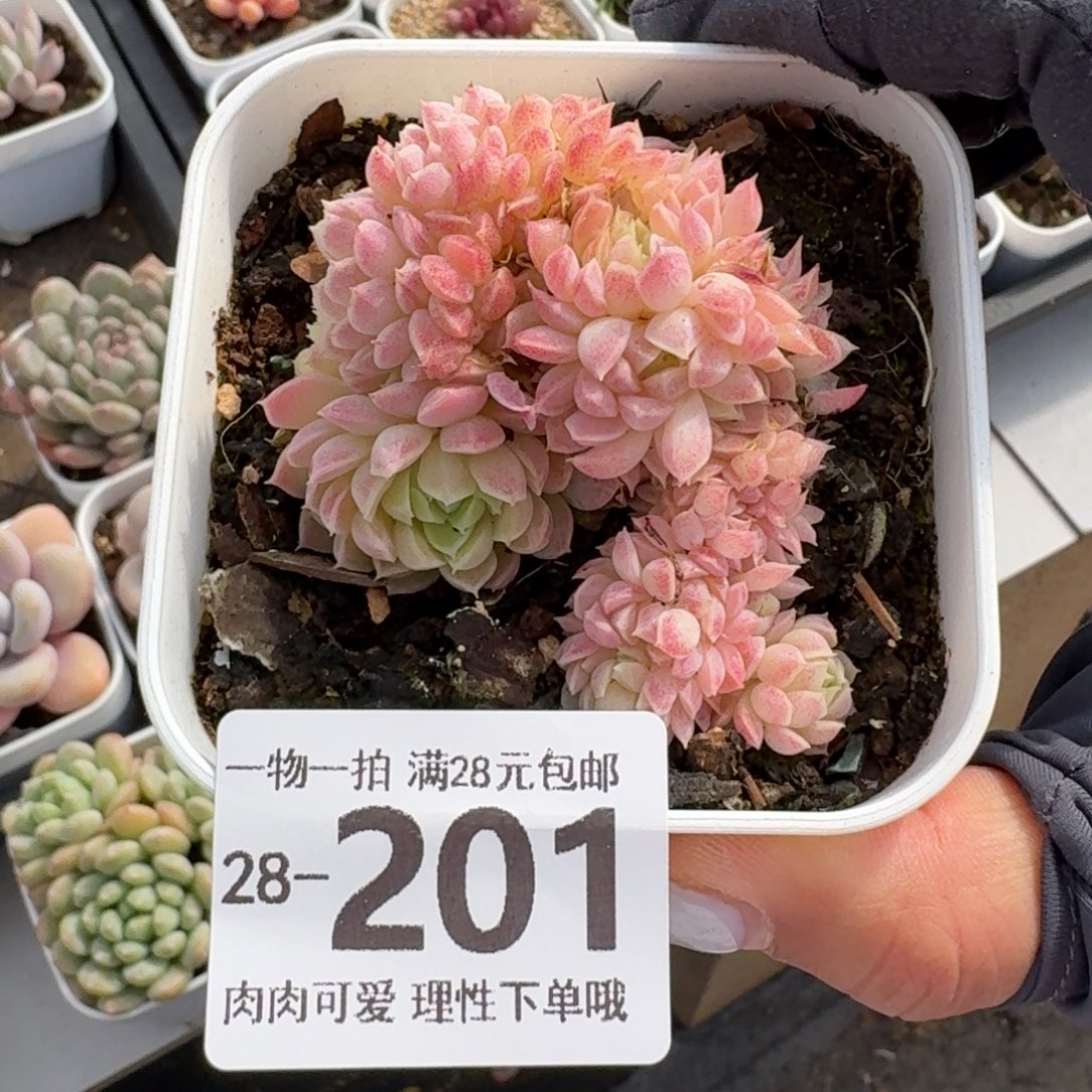 羊脂球缀无盆土发货