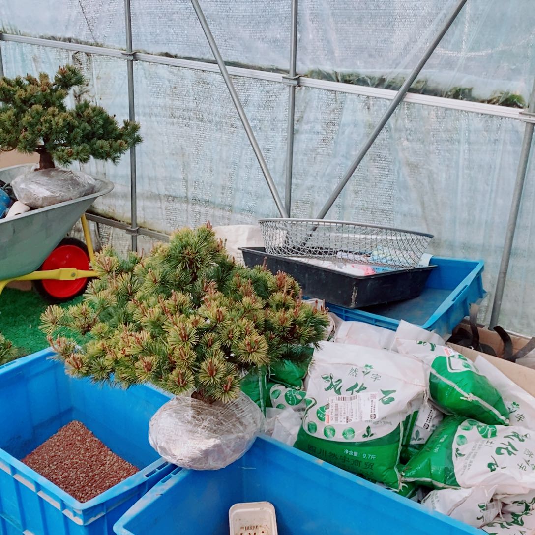 无花朵drfghhhdsfggb