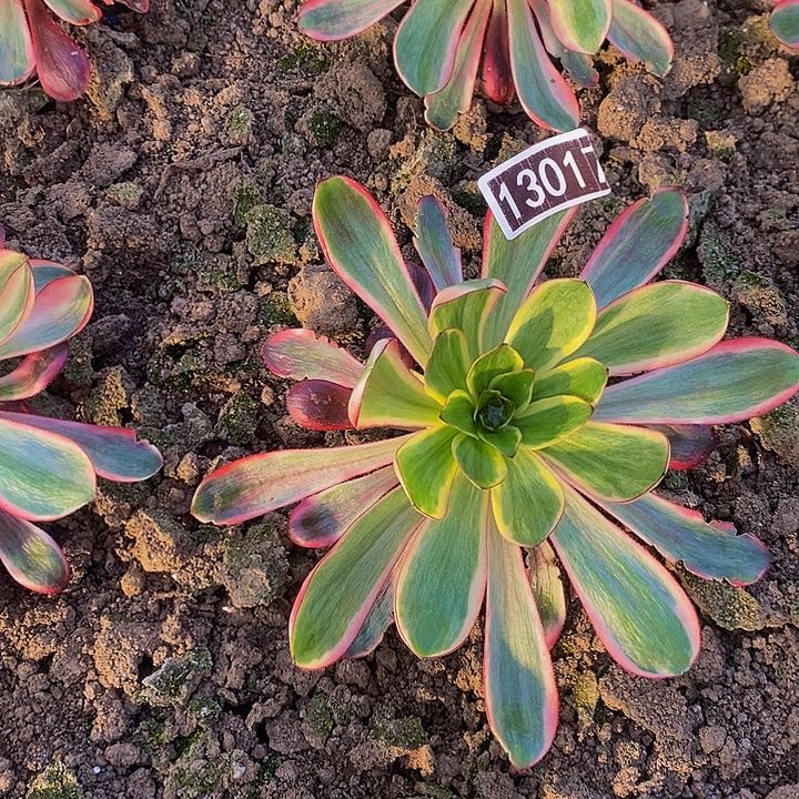 13017号红魔女法师多肉