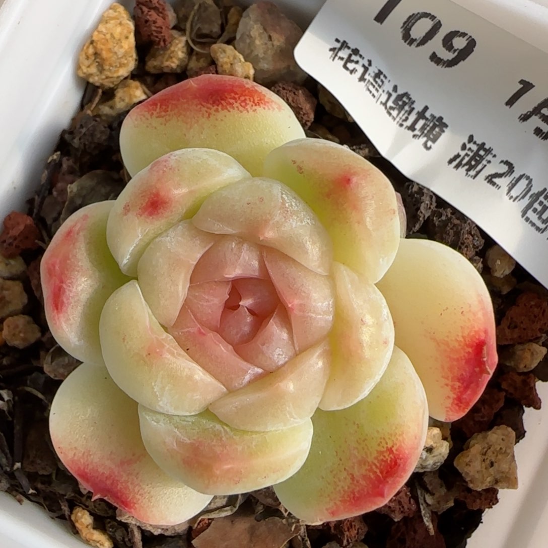 花语逸境0124-109