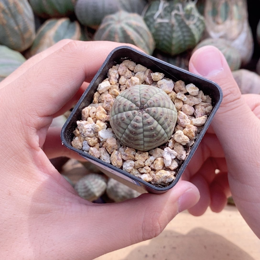 欧系实生布纹球多肉植物