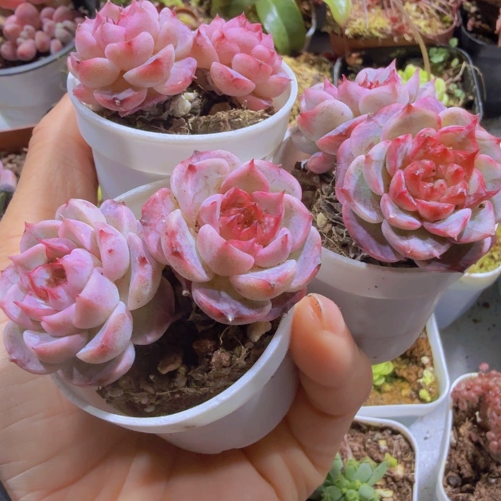 天鹅绒8盆一组福利