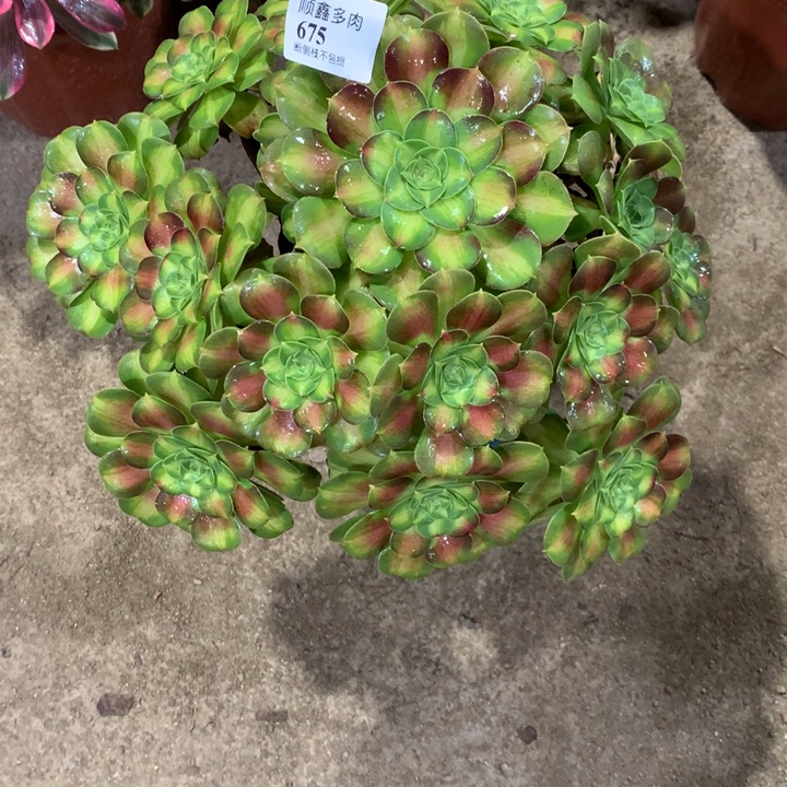 675韶华多肉植物特价
