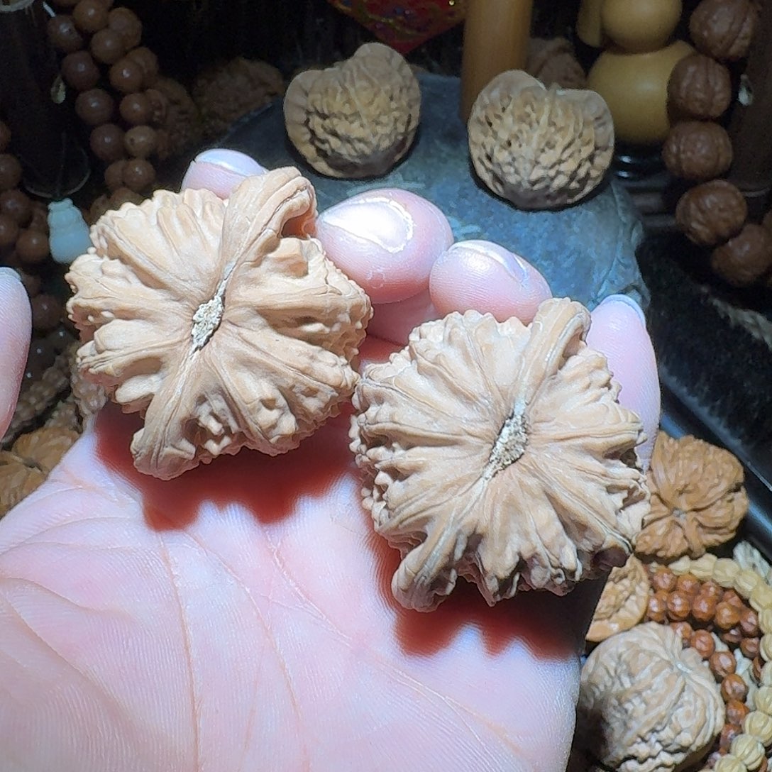 核桃46尺全品尖浮黄山地白狮子