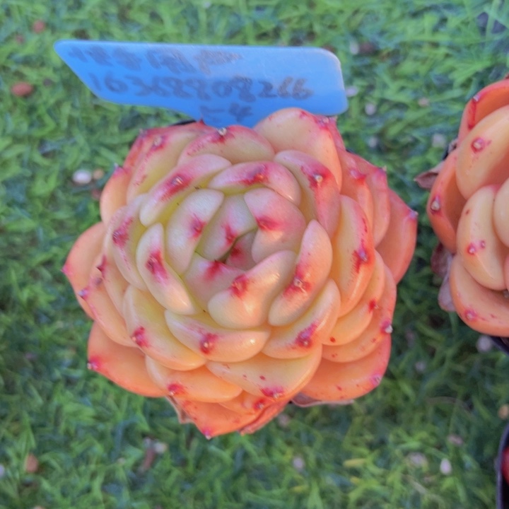 健健康康平平安安多肉