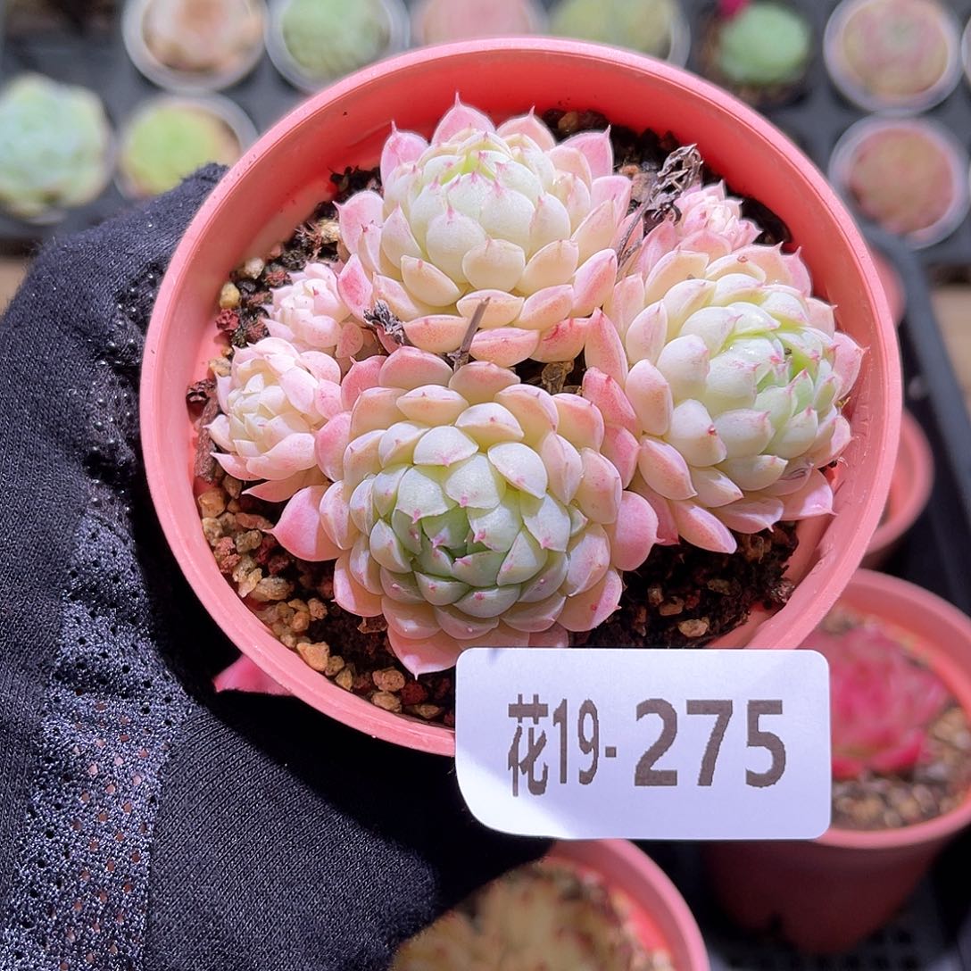 花利美19-275羊脂球