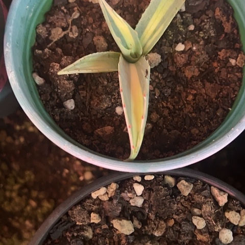 良***沐赖光中斑锦龙舌兰植物