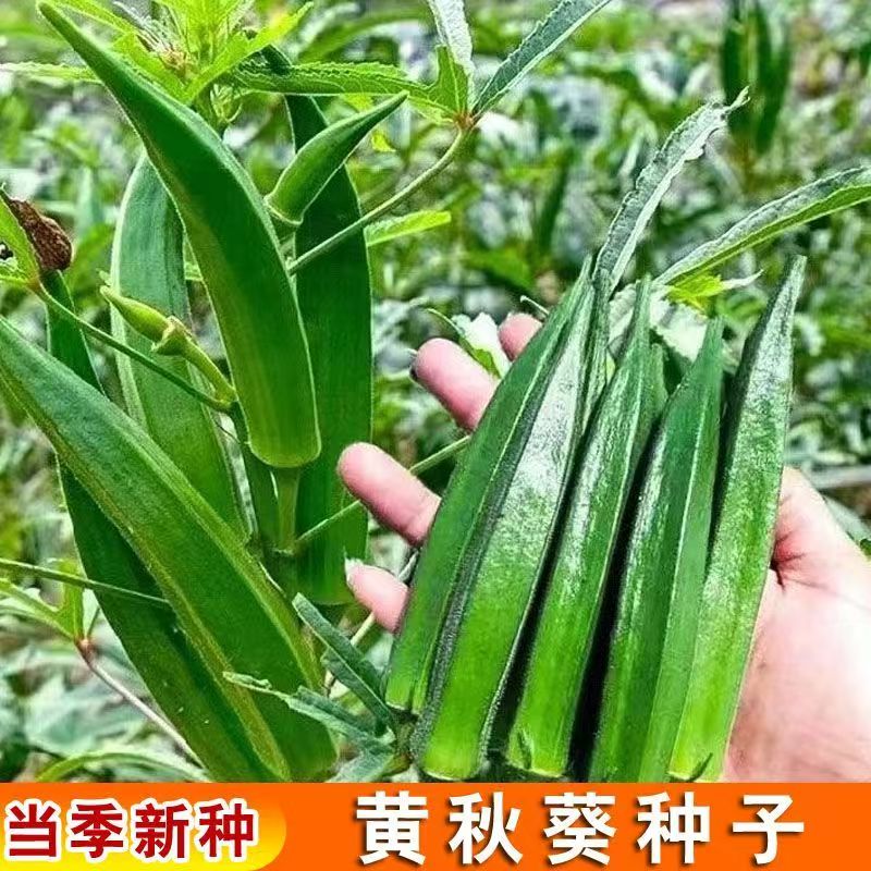 【全店满5包包邮】黄秋葵种子四季可播高产易种阳台盆栽蔬菜种子