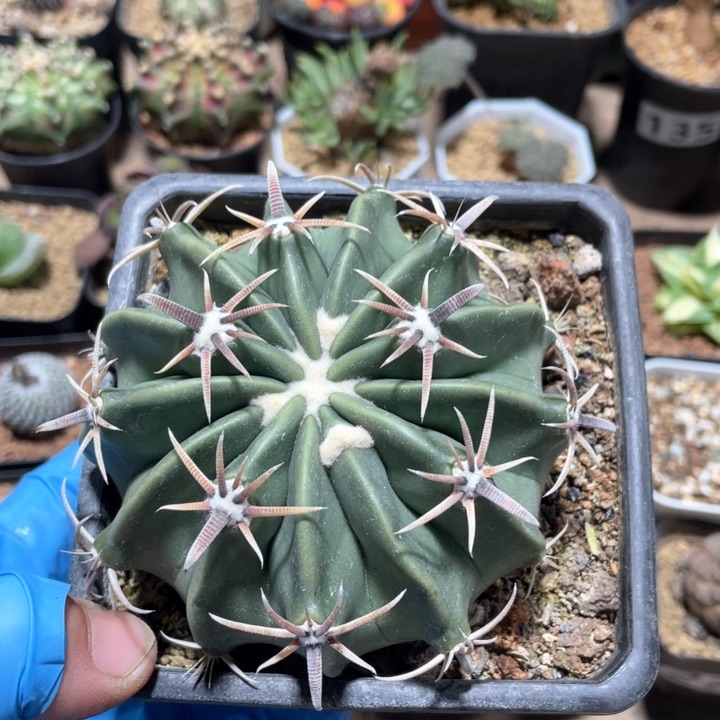 065实生大凌波仙人球