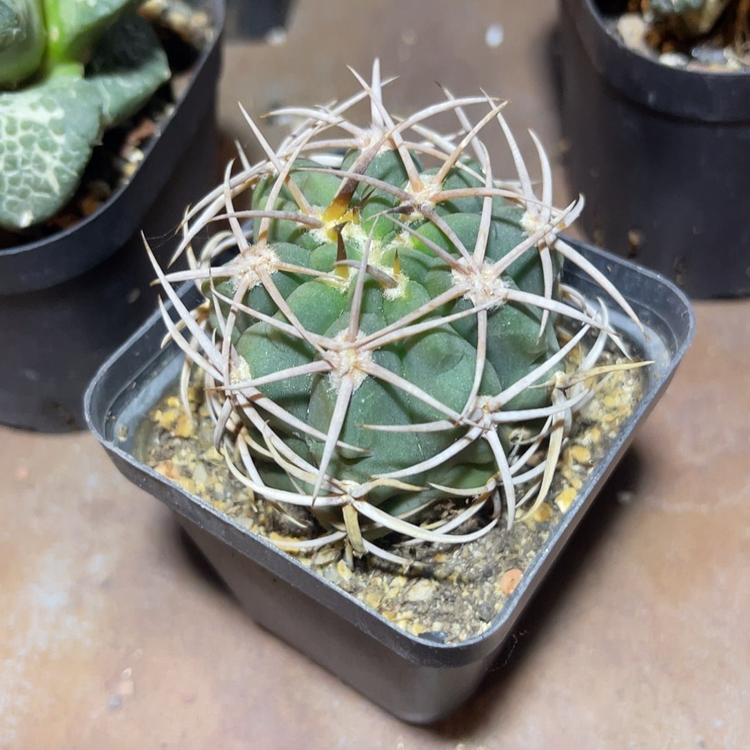 实生大尤龟甲豪刺碧岩玉