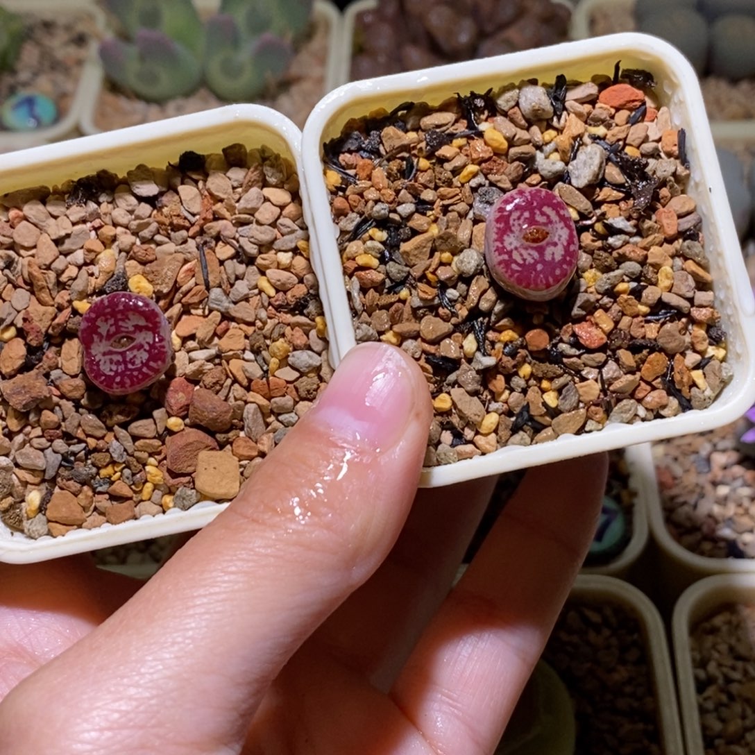 任选一颗优选毛杂甜甜圈