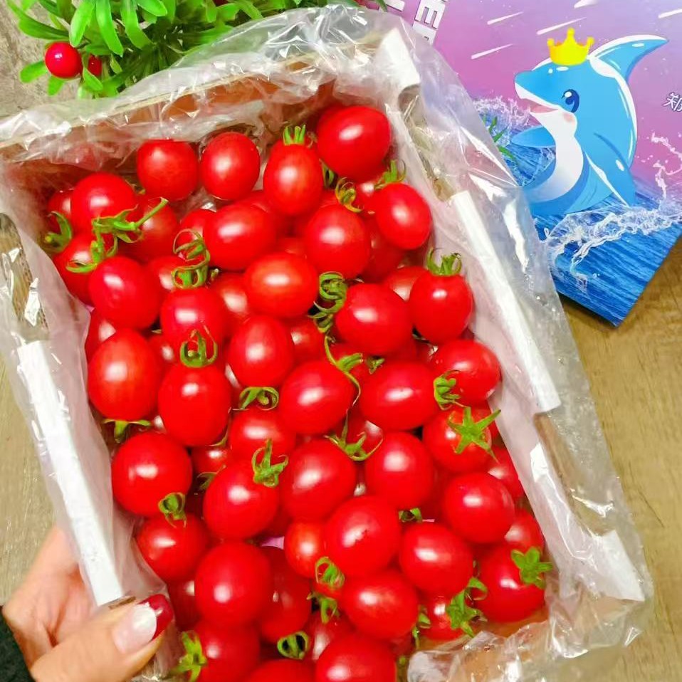 【广东电白千禧柿子】带箱约2.5斤左右