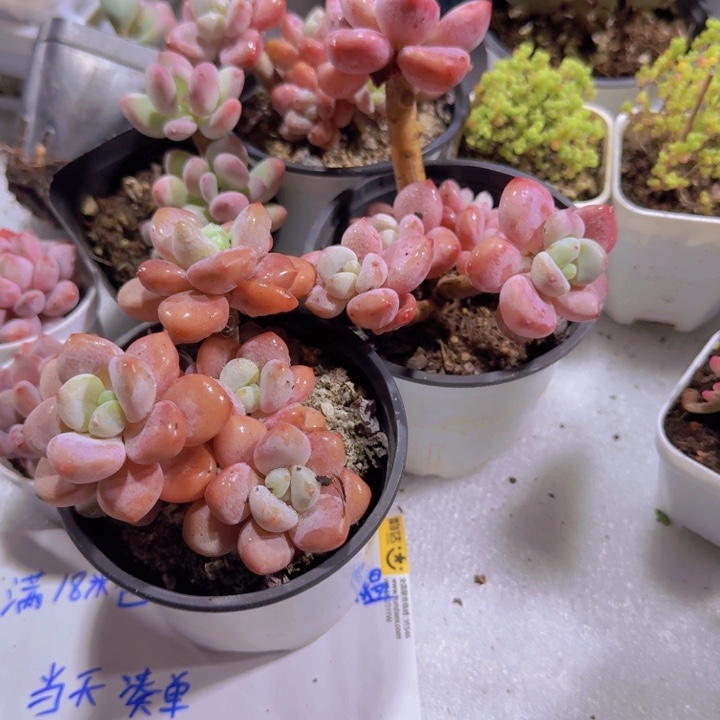 樱花洛神王炸一颗