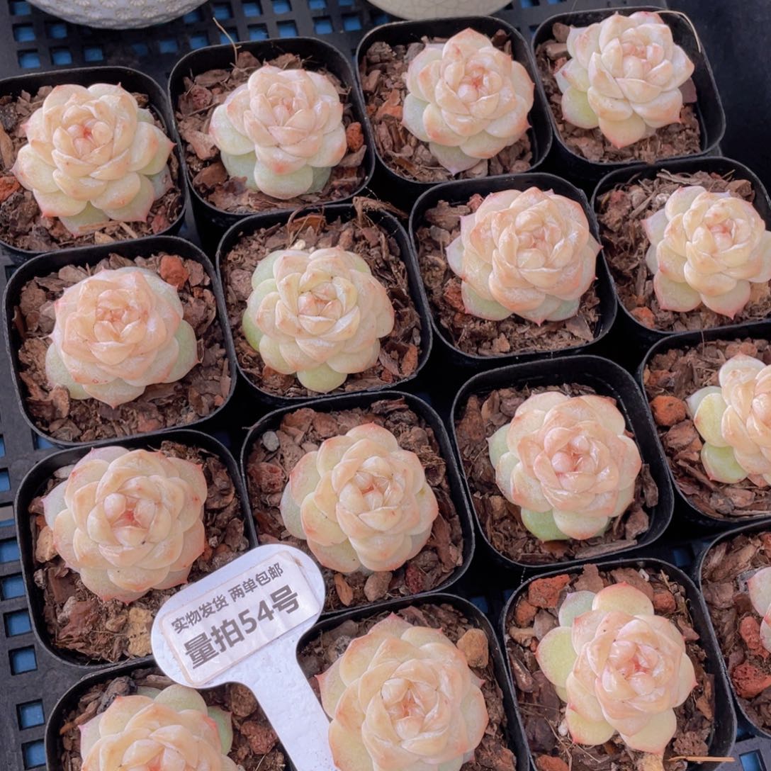 量拍54号优选水晶粉钻单头一个