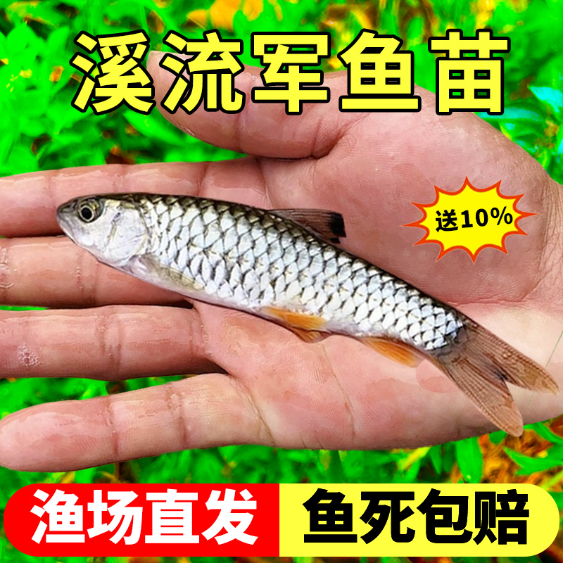 军鱼苗淡水养殖食用青竹皖鱼苗溪流路亚黄娟鱼活体观赏鱼好养耐活