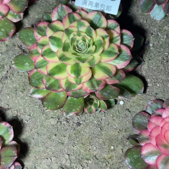 2989玉资的人多肉的