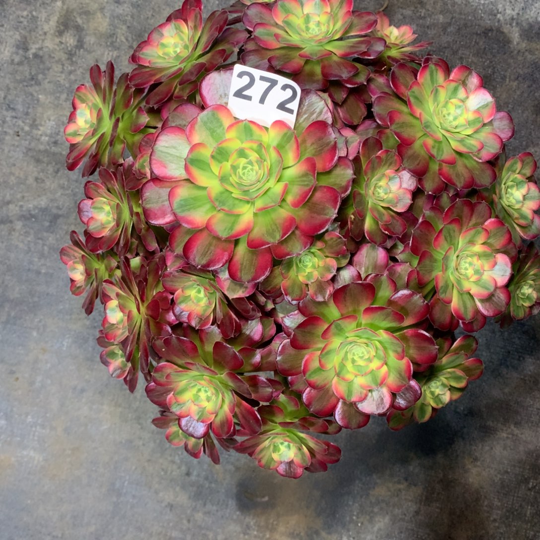 请***谢安娜272法师多肉植物5500000