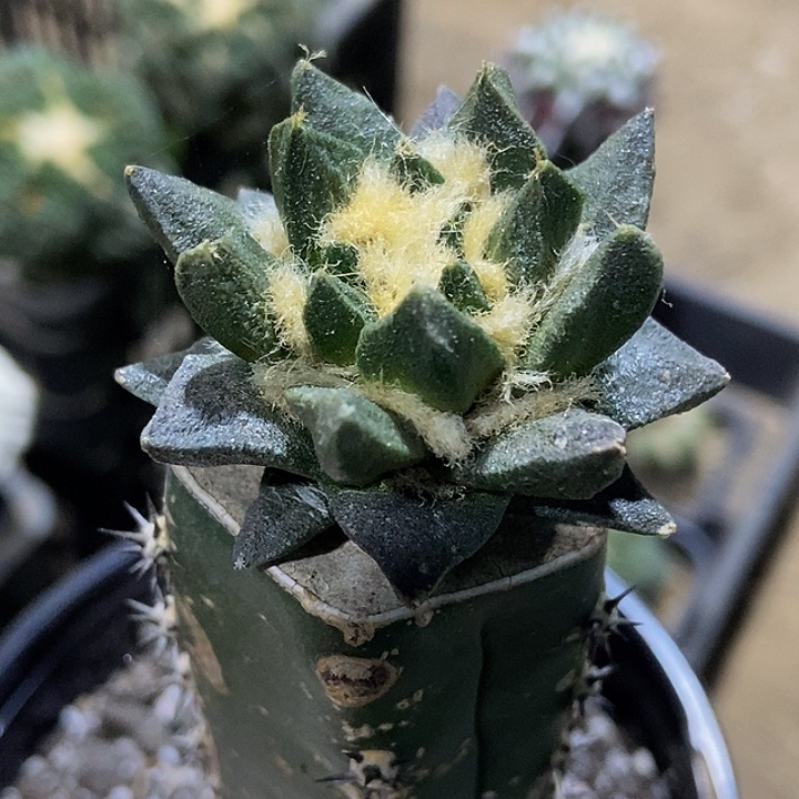无花朵福利绣普苗接短尤龙角牡丹791