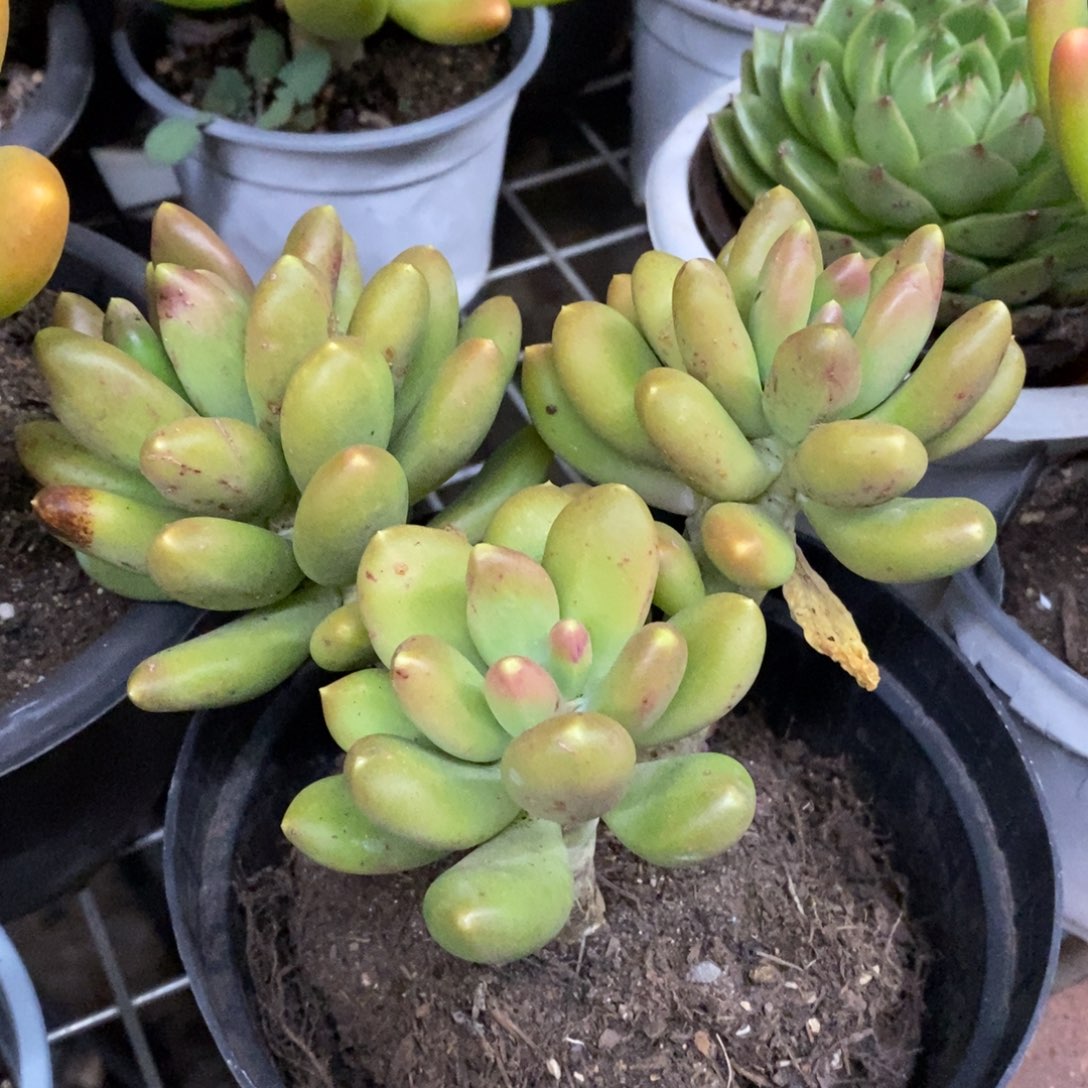 金蝉三大头起发老桩