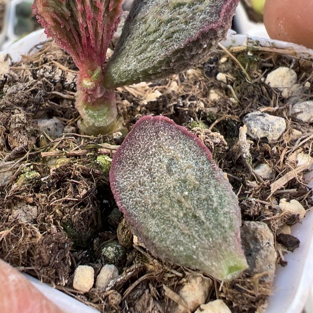 北***手小能手叶片叶片叶片