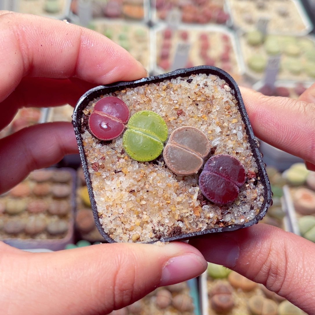 298号带盆包邮发货