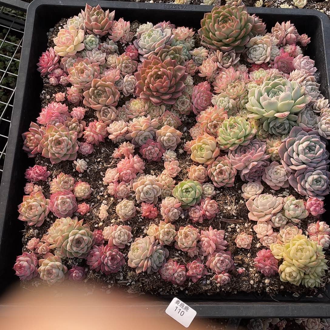 漫***些110。 定。             