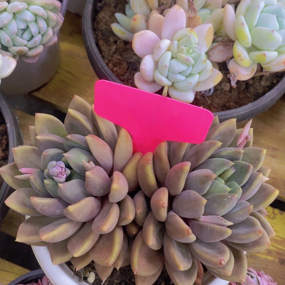 多肉植物，活动专场