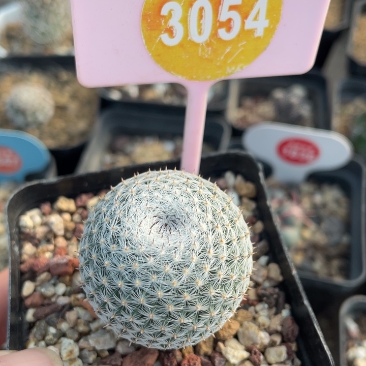 实生雪娟30540000000