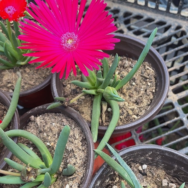 大奔龙3.8带盆土