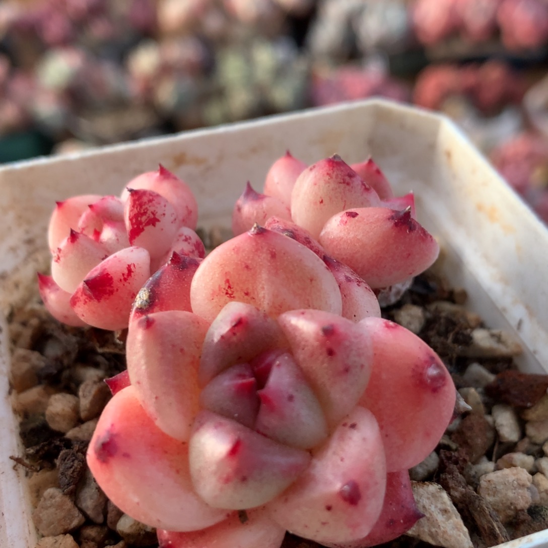 石英福利一物一拍 007