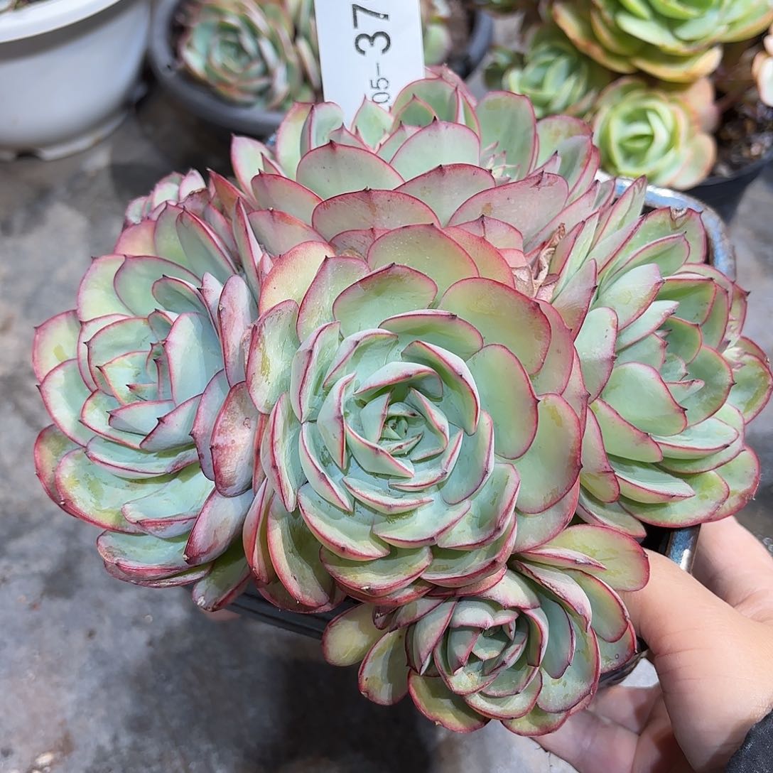 同温层多肉牡丹亭370