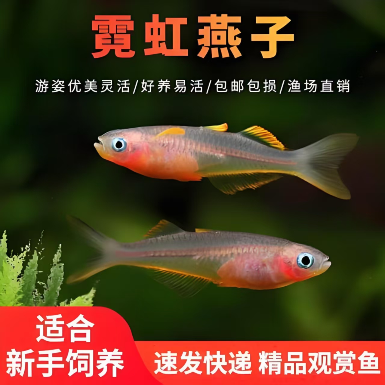 霓虹燕子鱼淡水热带观赏鱼水草缸上层群游耐活冷水鱼观赏鱼