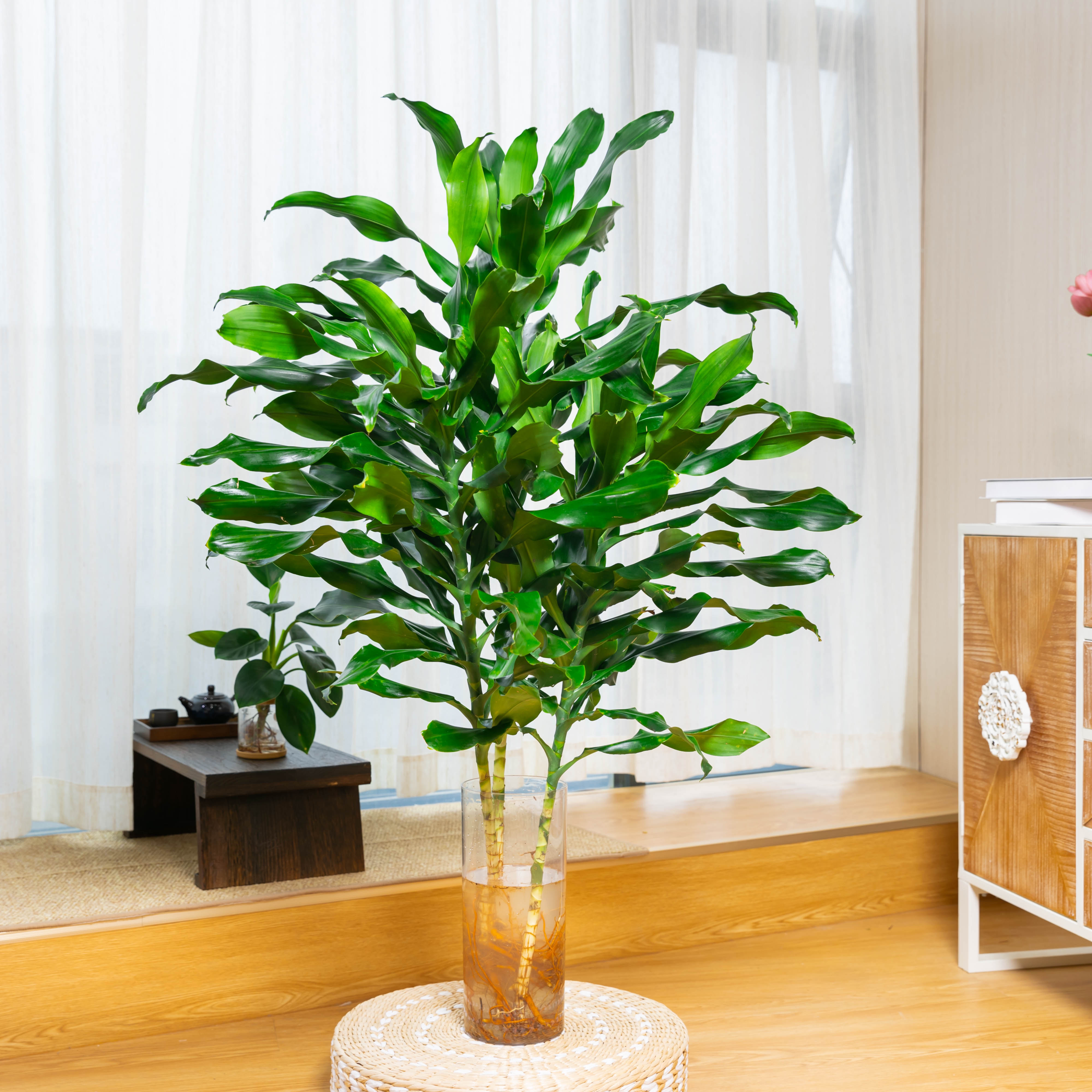 【1-1.2米】招财螺纹铁植物绿萝水培四季常青花卉净化室内盆栽空气
