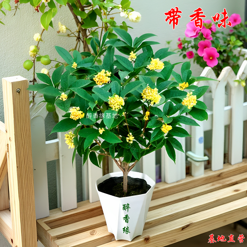 新品菱形盆四季桂花盆栽树苗带香味室内客厅绿植阳台耐寒花期超长