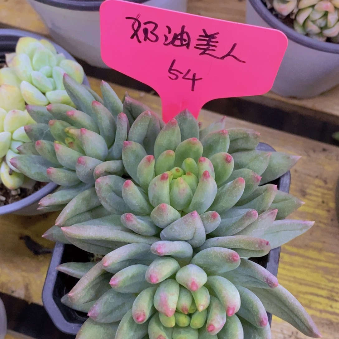 开心多肉，最后一场