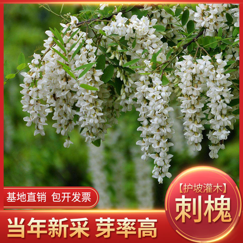 新采刺槐种子 白刺槐树种子紫穗槐 洋槐 黄槐种子蜜蜂采蜜槐