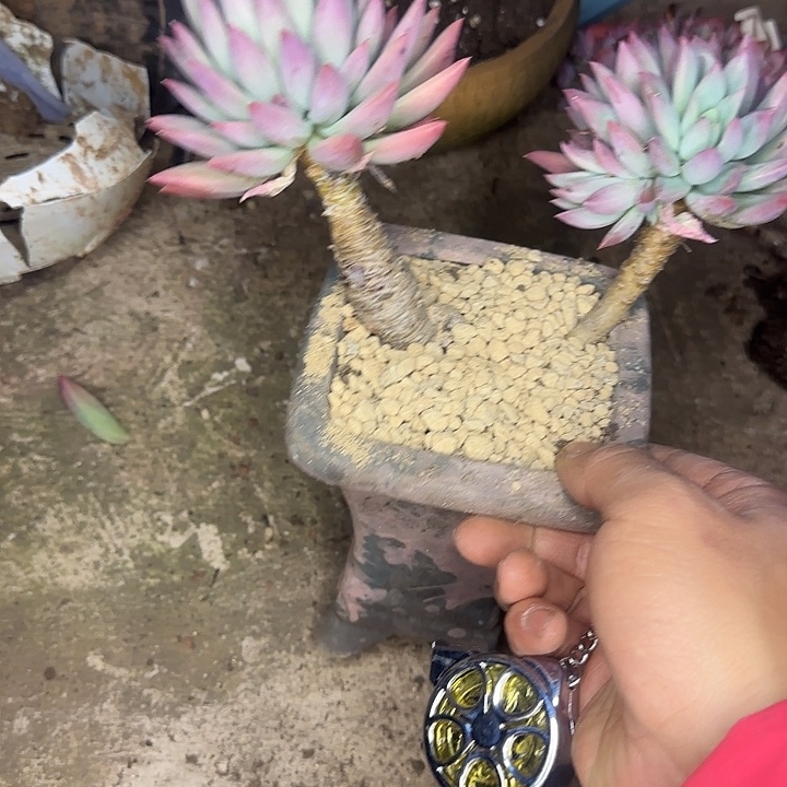 美人系406 多肉植物一物一拍