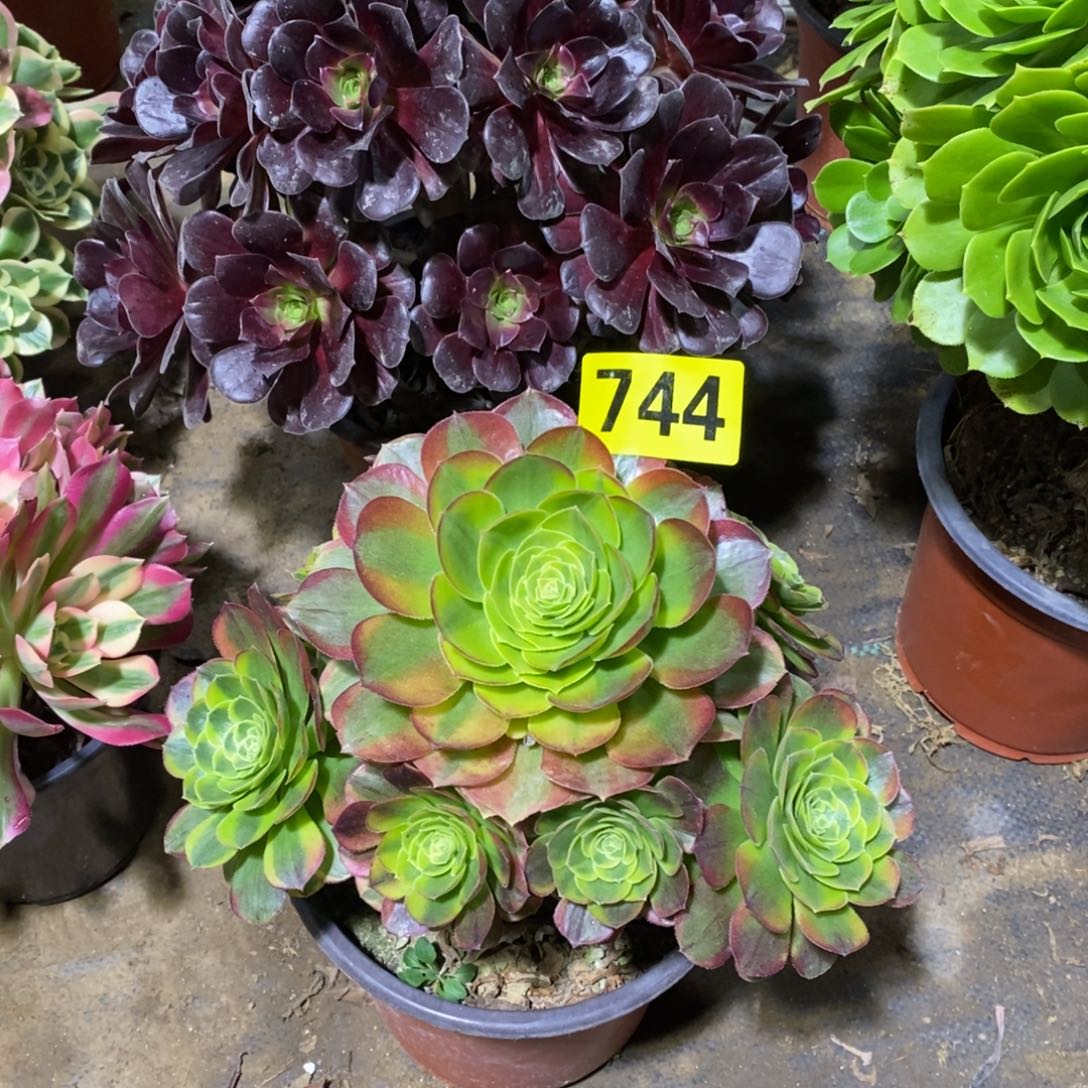 奶白多肉法师744