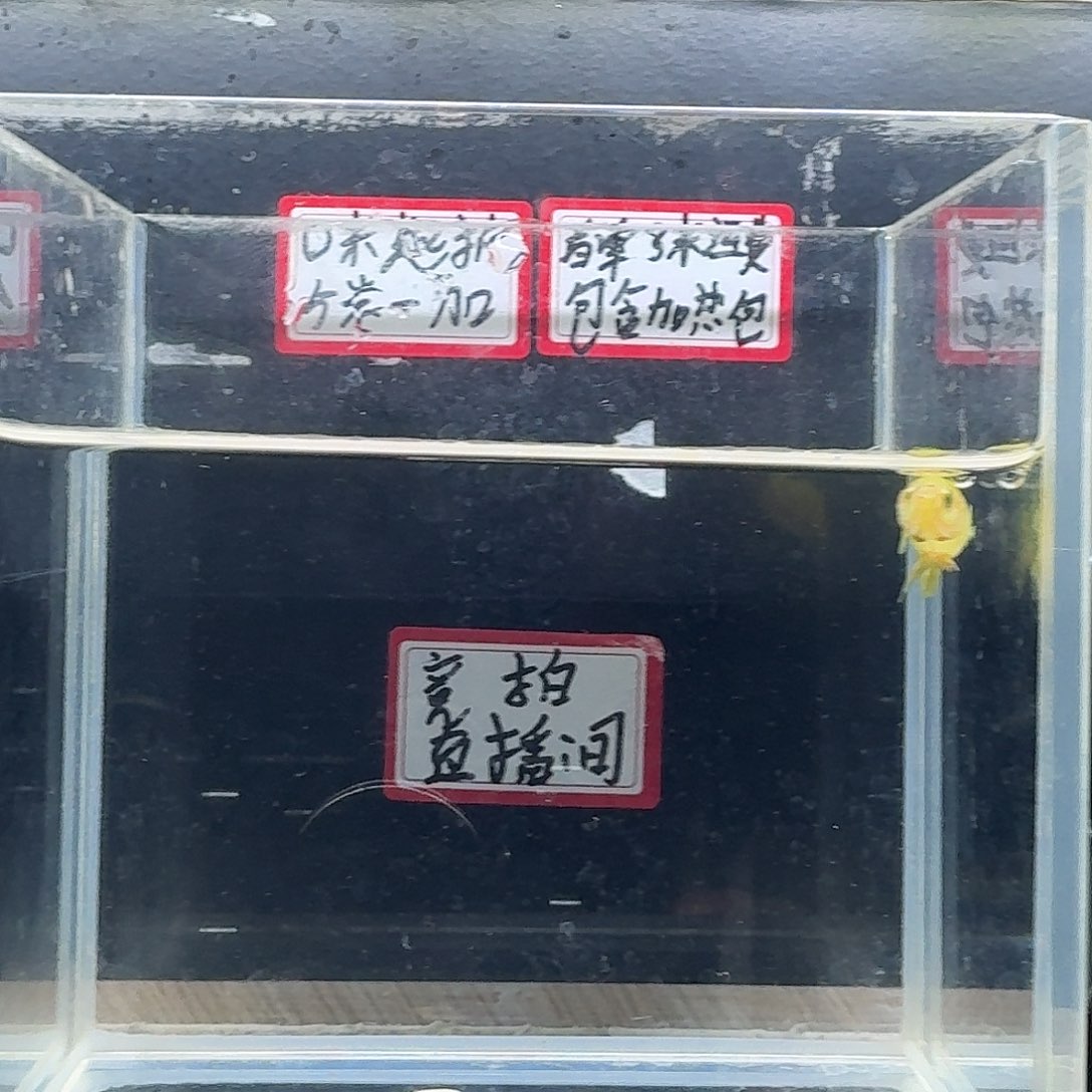 斗鱼泰国斗鱼母鱼