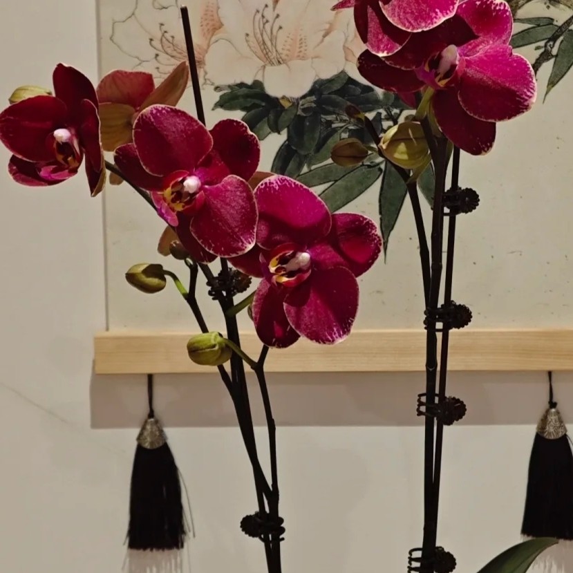蝴蝶兰（突尼斯）中国红盆栽带花剑带花苞室内花卉绿植