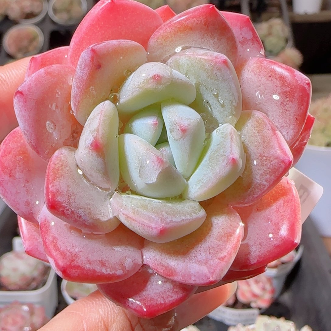 花语多肉1211-109软糖溏心