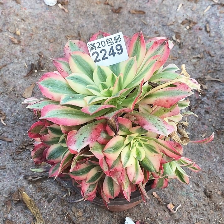 2249 一颗粉女巫法师