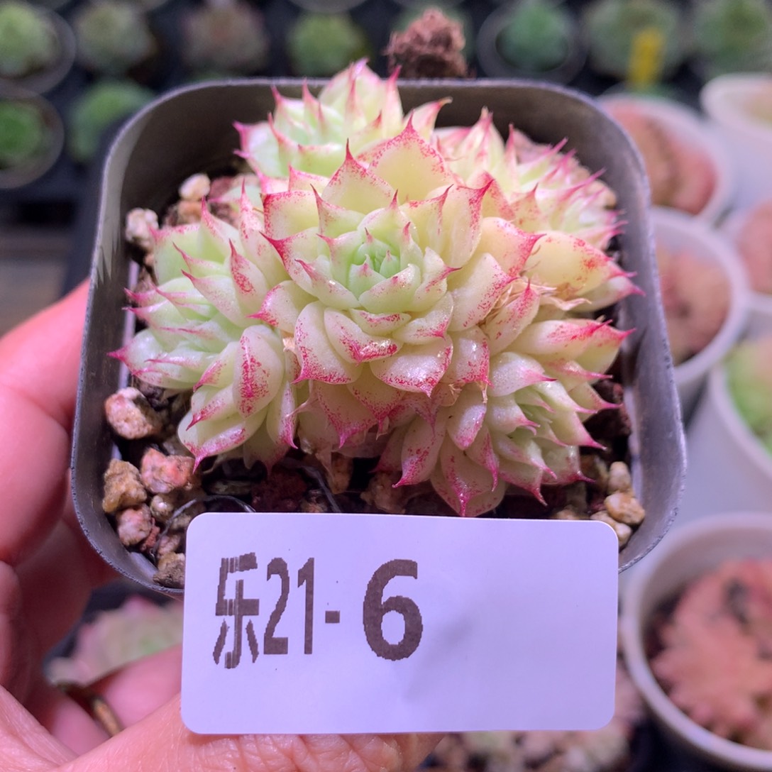 乐然21-6 海王群 不包整