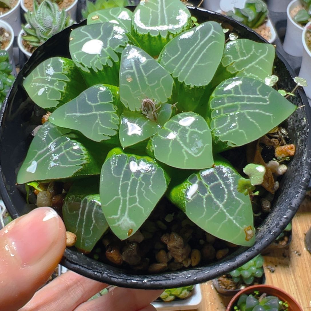 万象盆月影寿多肉多肉