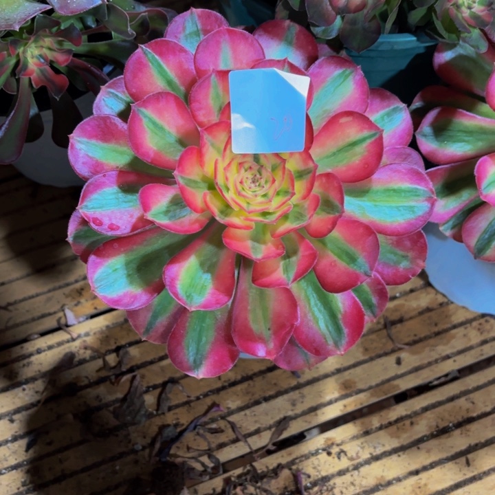 云南荔枝好看20号