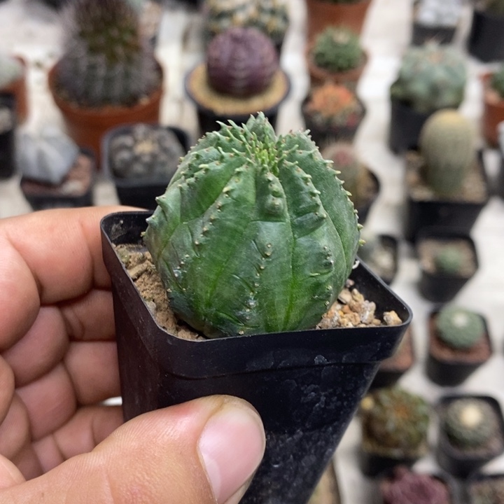 用***5实生泰布特价福利2