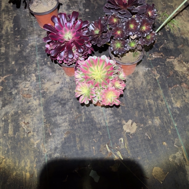 佳****一单包邮不包侧枝46