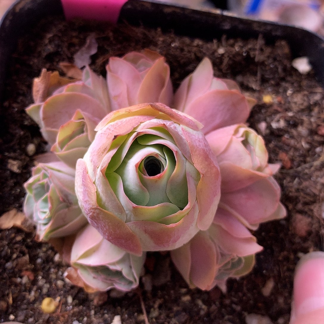 一物一拍星辰锦书244